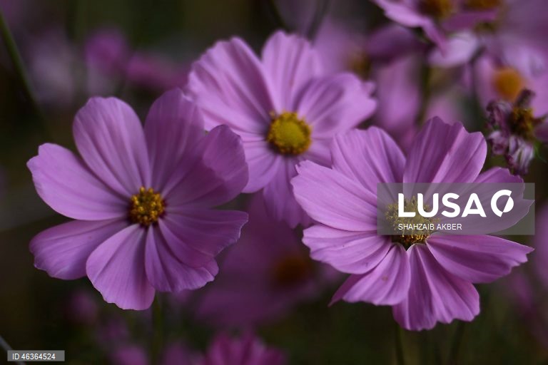 Paquistão: Flores num jardim em Carachi