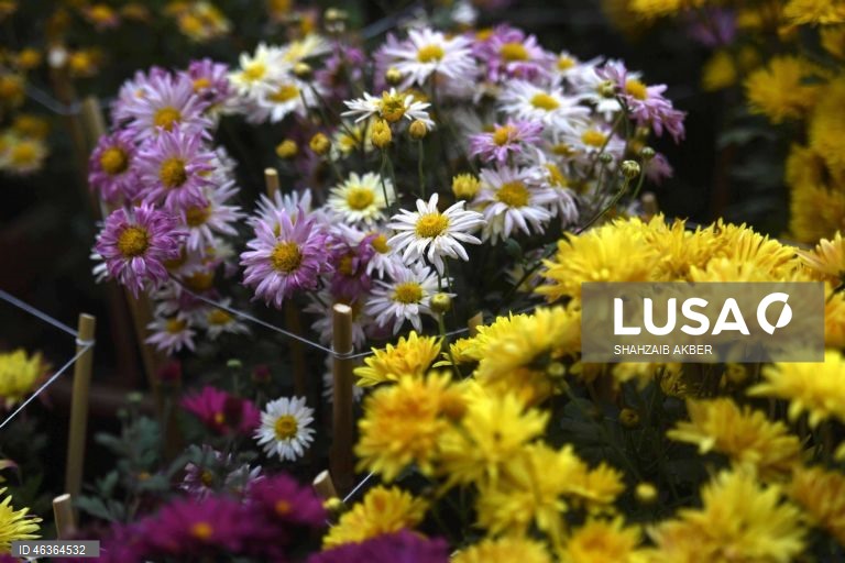 Paquistão: Flores num jardim em Carachi