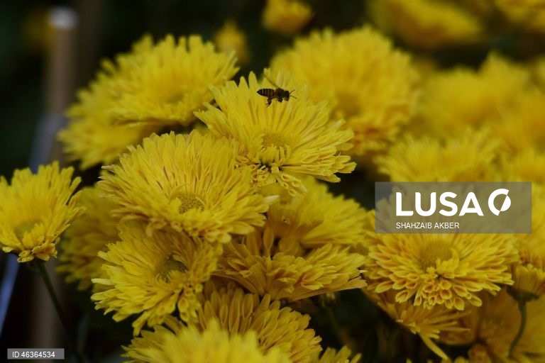 Paquistão: Flores num jardim em Carachi