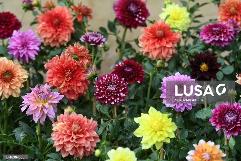 Paquistão: Flores num jardim em Carachi