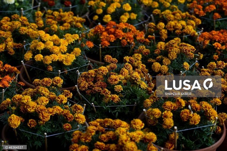 Paquistão: Flores num jardim em Carachi