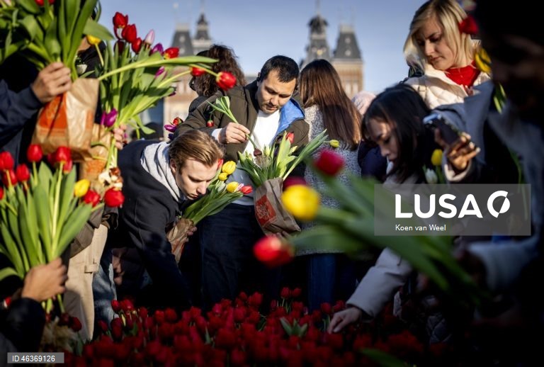 Países Baixos: Visitantes colhem tulipas gratuitamente num jardim na Museumplein, no Dia Nacional da Tulipa, em Amesterdão.