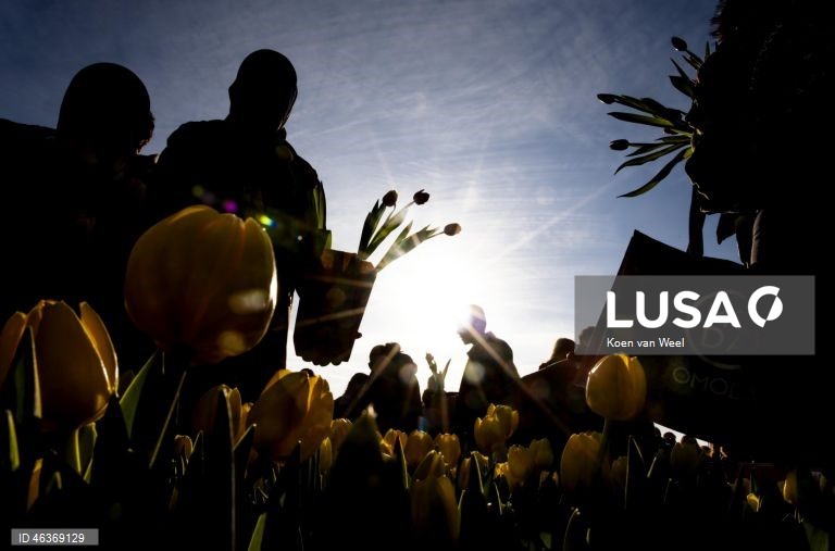 Países Baixos: Visitantes colhem tulipas gratuitamente num jardim na Museumplein, no Dia Nacional da Tulipa, em Amesterdão.