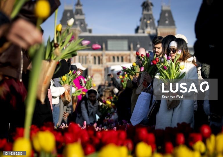 Países Baixos: Visitantes colhem tulipas gratuitamente num jardim na Museumplein, no Dia Nacional da Tulipa, em Amesterdão.
