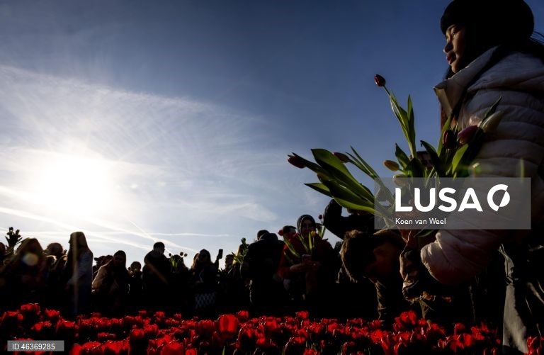 Países Baixos: Visitantes colhem tulipas gratuitamente num jardim na Museumplein, no Dia Nacional da Tulipa, em Amesterdão.