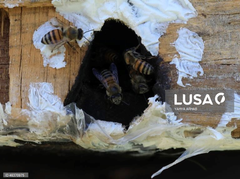 Iémen: Feira de produtos apícolas em Sana