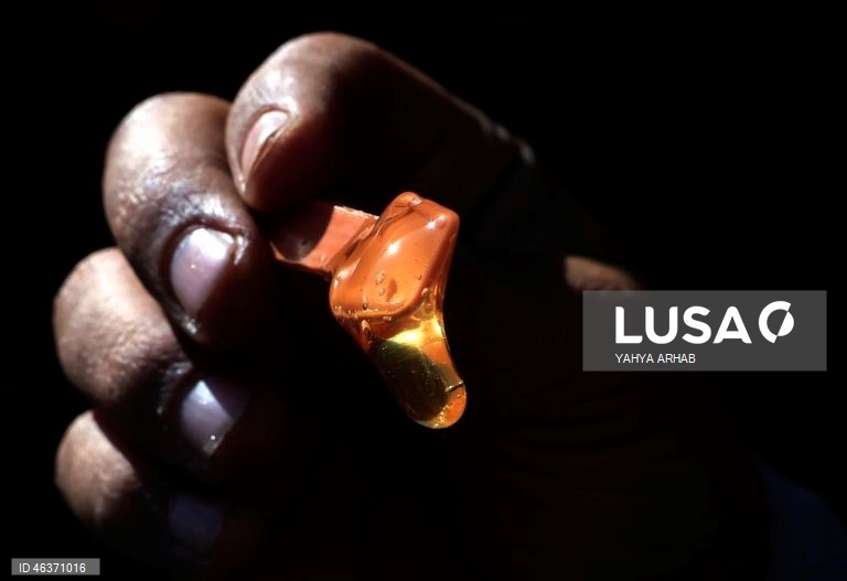 Iémen: Feira de produtos apícolas em Sana