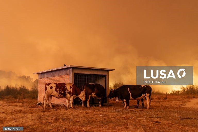 Chile: Incêndios florestais destroem casas em Penco