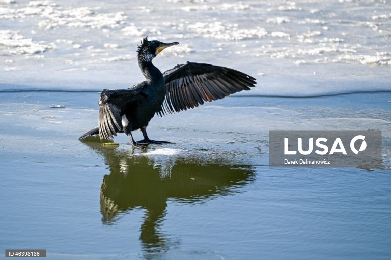 Polónia: Aves no Rio Wislok