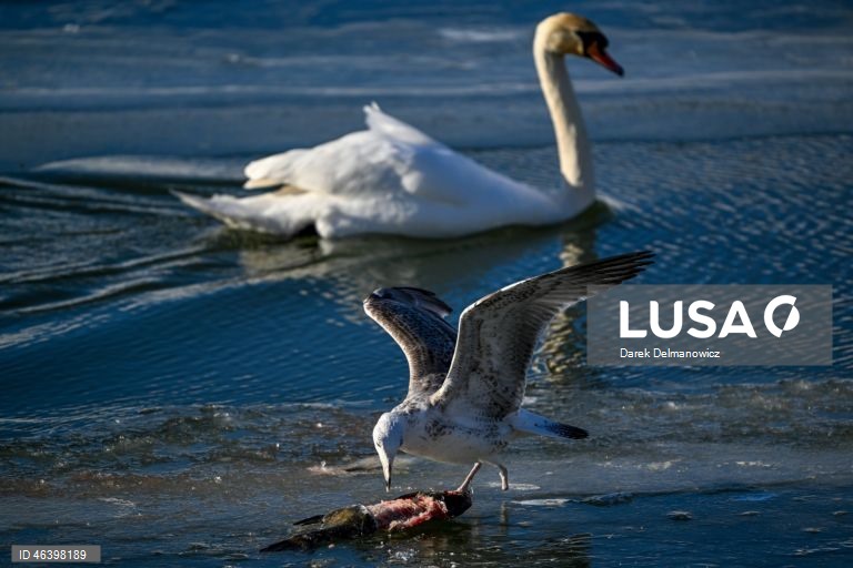 Polónia: Aves no Rio Wislok