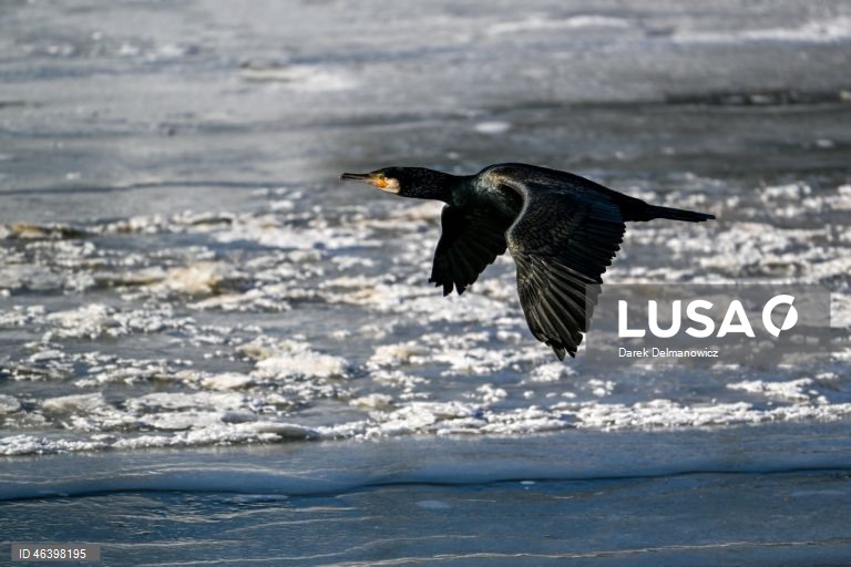 Polónia: Aves no Rio Wislok