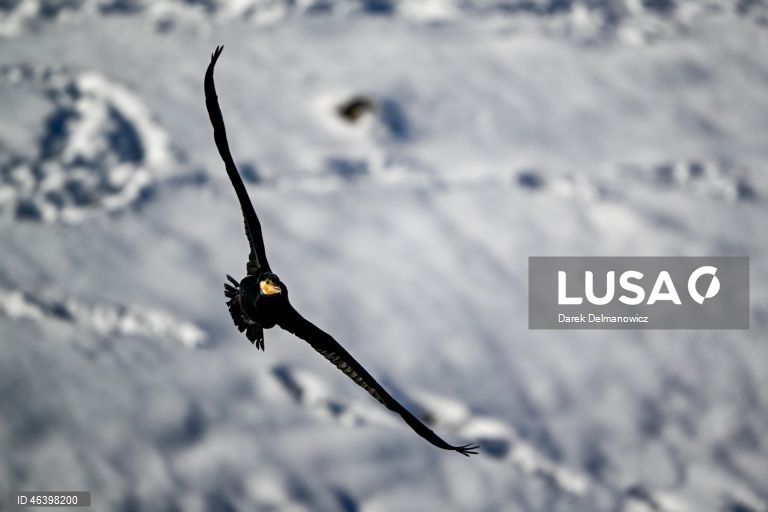 Polónia: Aves no Rio Wislok