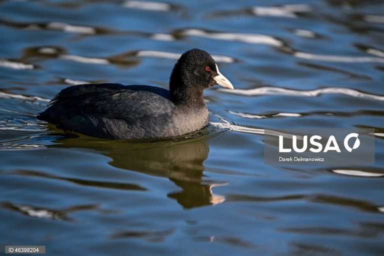 Polónia: Aves no Rio Wislok
