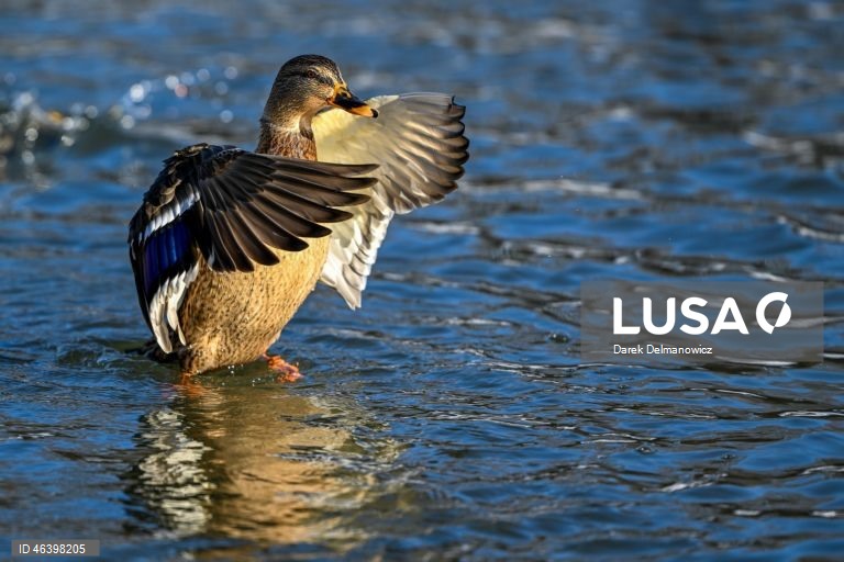 Polónia: Aves no Rio Wislok