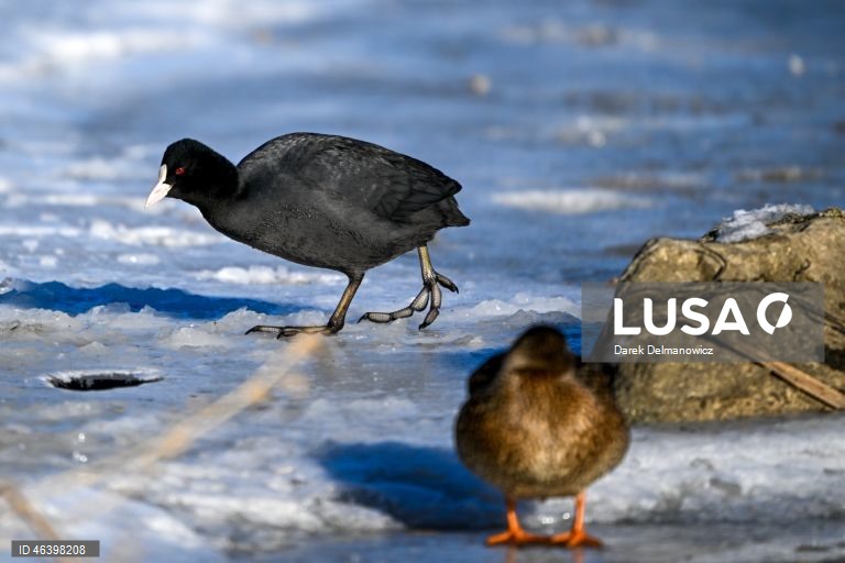 Polónia: Aves no Rio Wislok