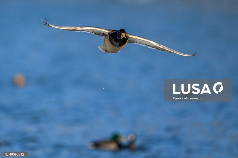 Polónia: Aves no Rio Wislok