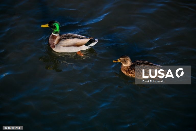 Polónia: Aves no Rio Wislok