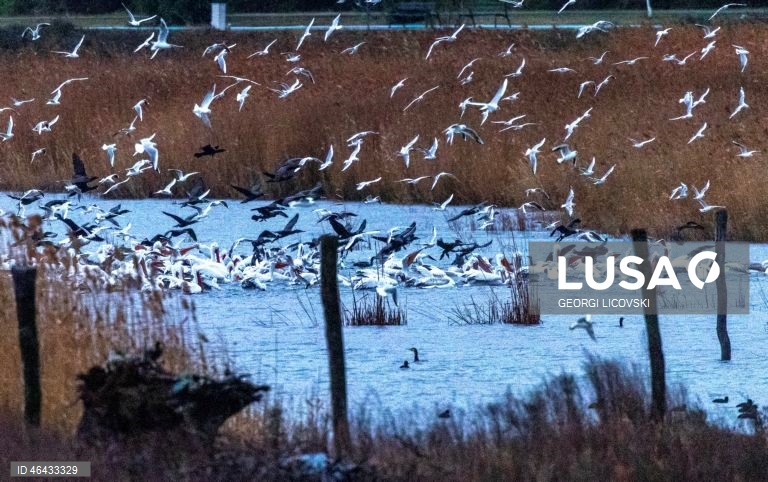 Macedónia do Norte: Lago Dojran