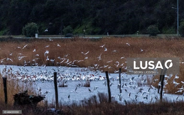 Macedónia do Norte: Lago Dojran