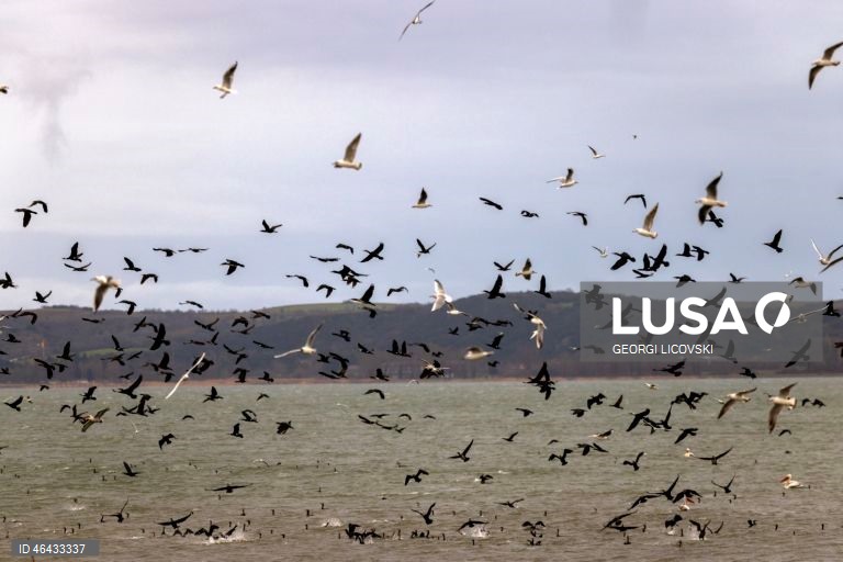 Macedónia do Norte: Lago Dojran