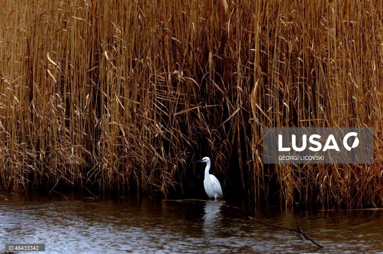 Macedónia do Norte: Lago Dojran
