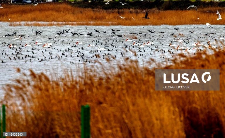 Macedónia do Norte: Lago Dojran