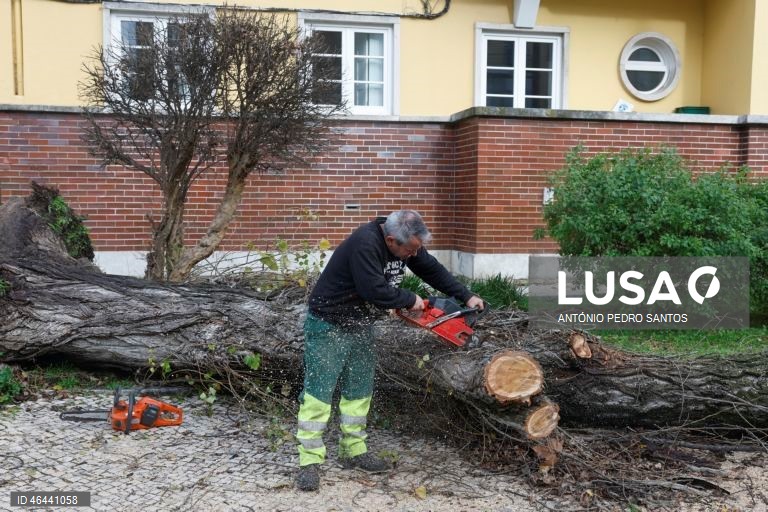 Devido à passagem da depressão Kristin, uma árvore de grande porte caiu causando danos em vários carros, em Lisboa, 28 de janeiro de 2026. Portugal continental está a ser afetado pelos efeitos da passagem da depressão Kristin, com chuva, vento, neve e agitação marítima, tendo sido emitidos vários avisos pelo Instituto Português do Mar e da Atmosfera (IPMA). ANTÓNIO PEDRO SANTOS/LUSA