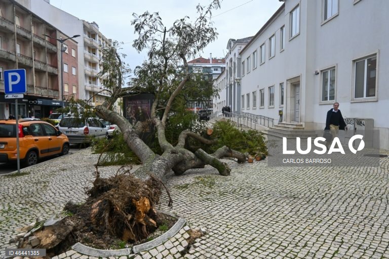 Devido à passagem da depressão Kristin, uma árvore de grande porte caiu na via pública em Torres Vedras, 28 de janeiro de 2026. Portugal continental está a ser afetado pelos efeitos da passagem da depressão Kristin, com chuva, vento, neve e agitação marítima, tendo sido emitidos vários avisos pelo Instituto Português do Mar e da Atmosfera (IPMA). CARLOS BARROSO/LUSA