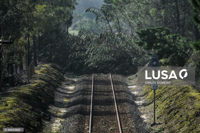 Queda de árvores na linha do Oeste, na zona de Pataias Gare, depois da passagem da depressão Kristin, em Pataias, Alcobaça, 28 de janeiro de 2026. Portugal continental está a ser afetado pelos efeitos da passagem da depressão Kristin, com chuva, vento, neve e agitação marítima, tendo sido emitidos vários avisos pelo Instituto Português do Mar e da Atmosfera (IPMA). CARLOS BARROSO/LUSA