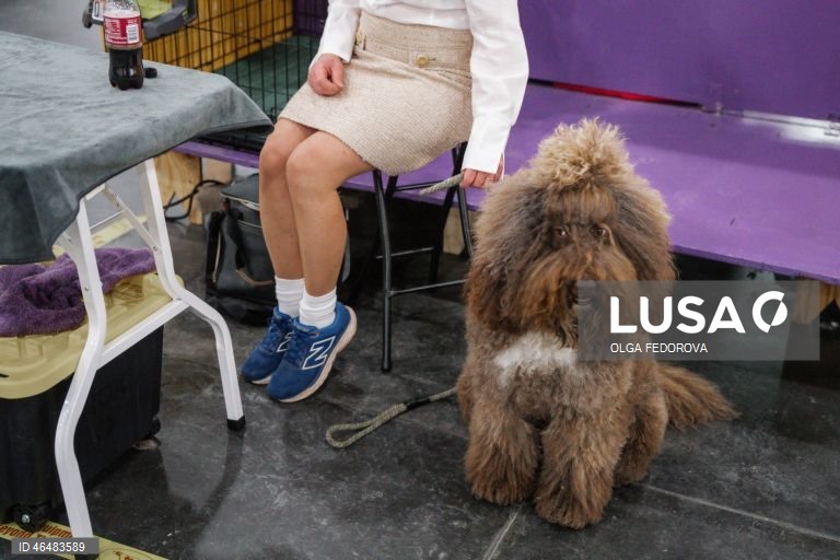 EUA: 150º Show Canino de Westminster Kennel  Club em Nova Iorque