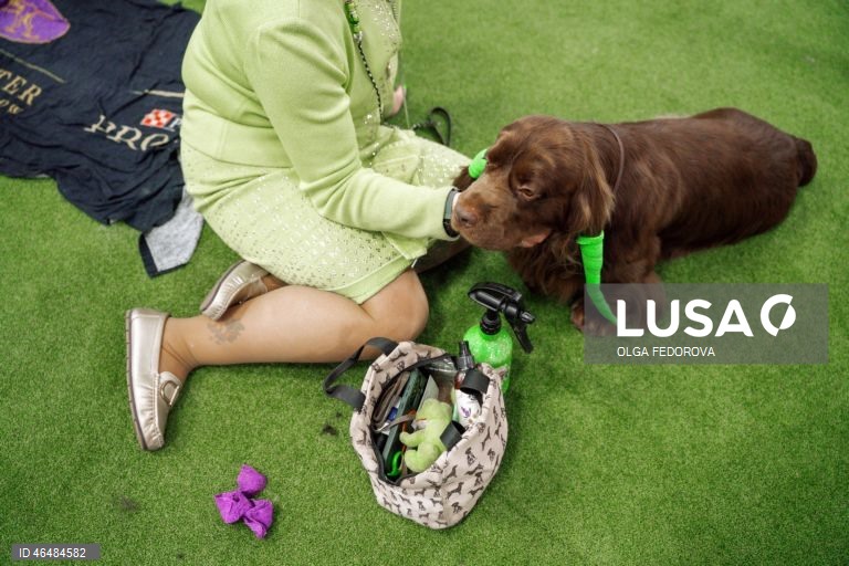 EUA: 150º Show Canino de Westminster Kennel  Club em Nova Iorque