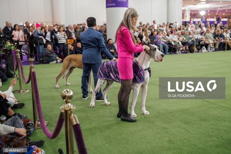 EUA: 150º Show Canino de Westminster Kennel  Club em Nova Iorque