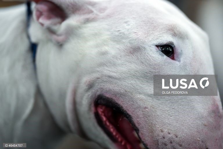 EUA: 150º Show Canino de Westminster Kennel  Club em Nova Iorque