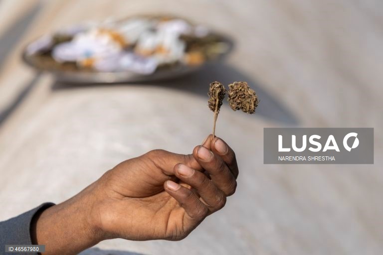 Festival Maha Shivaratri no Templo Pashupati em Katmandu, Nepal que é considerado um dos festivais mais auspiciosos para a comunidade hindu. Centenas de sadhus e peregrinos de todo o país e da vizinha Índia reúnem-se para celebrar o aniversário do deus Shiva, deus da criação e da destruição, oferecendo orações especiais e jejuando. A venda de maconha é ilegal no Nepal; no entanto, as autoridades ignoram a venda e o uso de maconha neste dia.