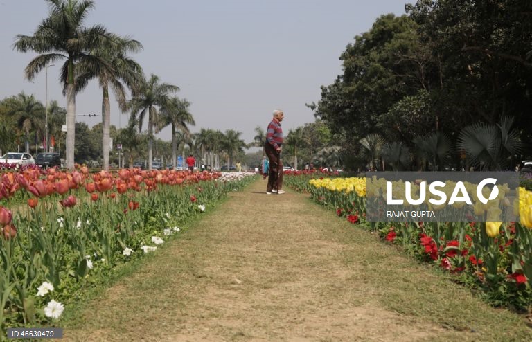 Índia: Festival da Tulipa em Nova Deli