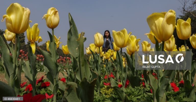 Índia: Festival da Tulipa em Nova Deli