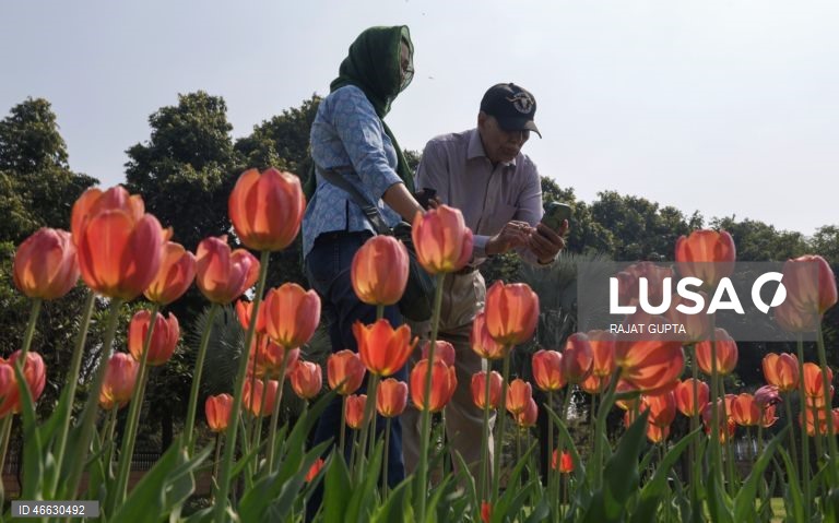 Índia: Festival da Tulipa em Nova Deli