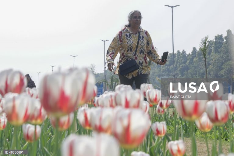 Índia: Festival da Tulipa em Nova Deli