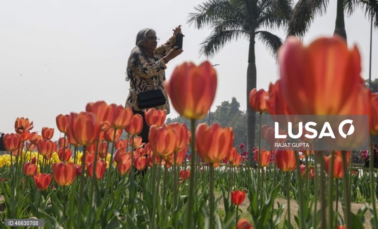 Índia: Festival da Tulipa em Nova Deli