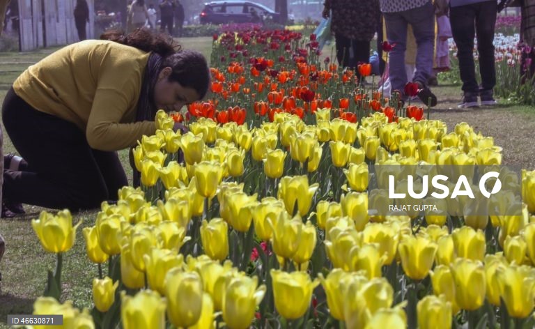 Índia: Festival da Tulipa em Nova Deli