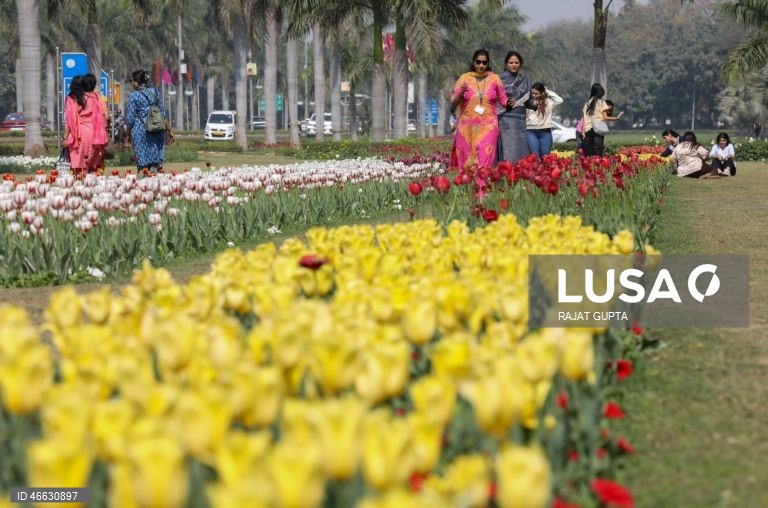 Índia: Festival da Tulipa em Nova Deli