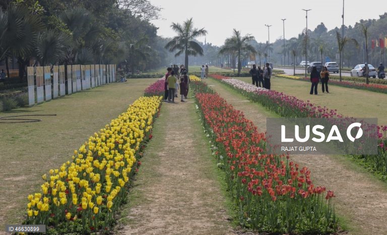 Índia: Festival da Tulipa em Nova Deli