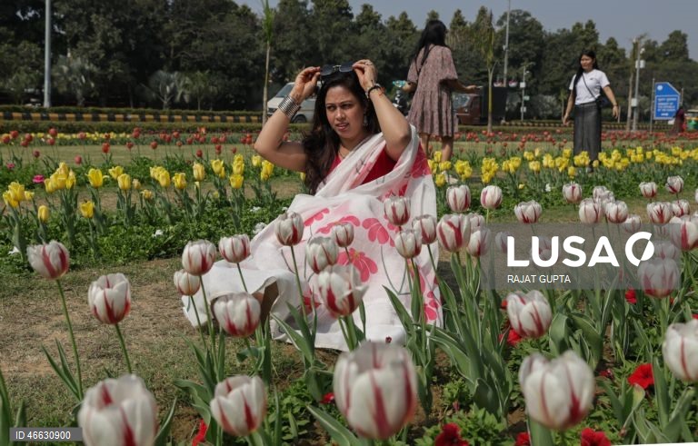 Índia: Festival da Tulipa em Nova Deli