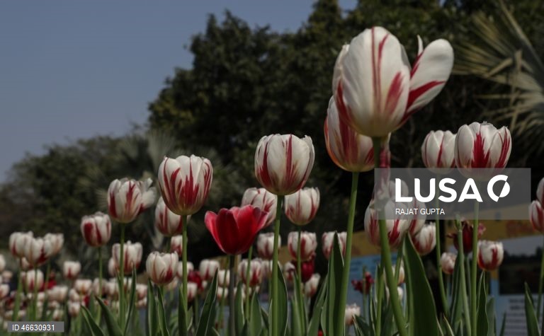 Índia: Festival da Tulipa em Nova Deli