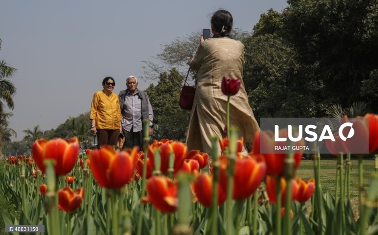 Índia: Festival da Tulipa em Nova Deli