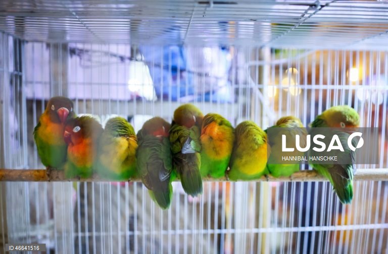 Qatar: Mercado de aves no mercado Souq Waqif, em Doha