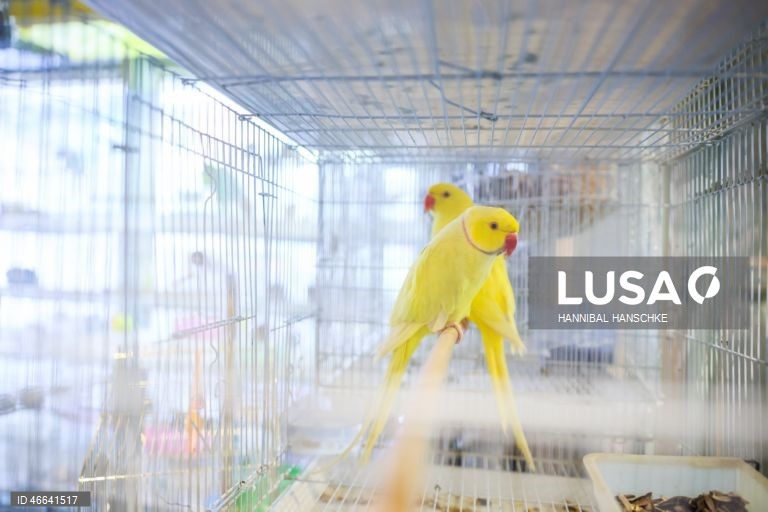 Qatar: Mercado de aves no mercado Souq Waqif, em Doha