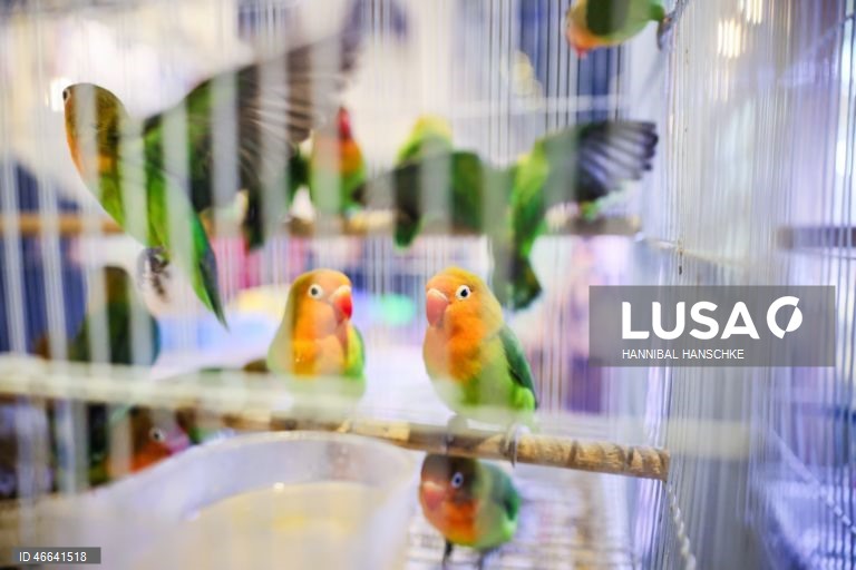 Qatar: Mercado de aves no mercado Souq Waqif, em Doha