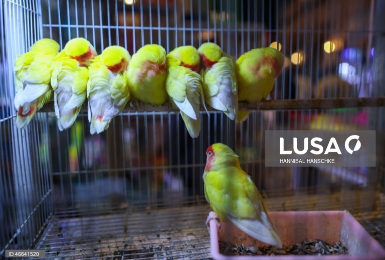 Qatar: Mercado de aves no mercado Souq Waqif, em Doha