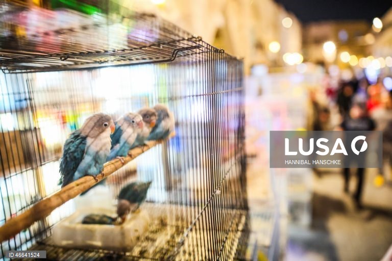 Qatar: Mercado de aves no mercado Souq Waqif, em Doha